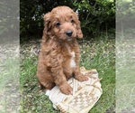Small #2 Goldendoodle (Miniature)