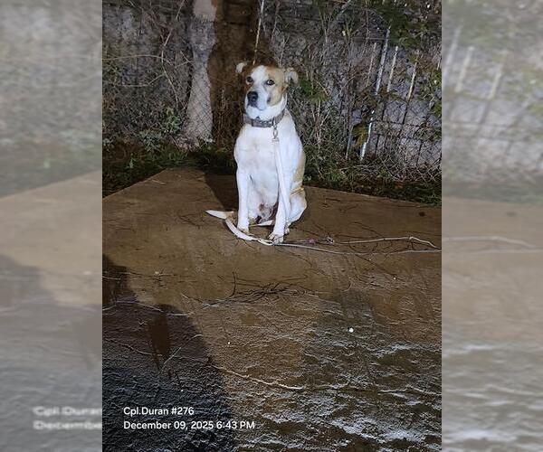 Medium Photo #1 Mutt Puppy For Sale in San Antonio, TX, USA