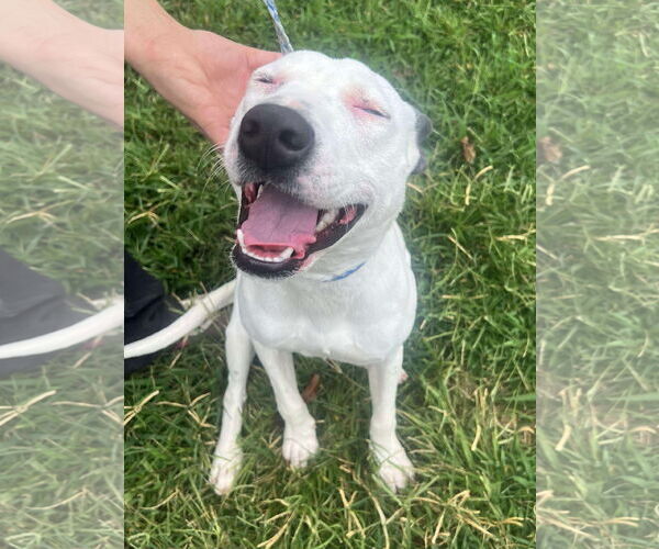 Medium Photo #5 Bull Terrier-Unknown Mix Puppy For Sale in Germantown, OH, USA