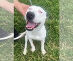 Small #4 Bull Terrier Mix