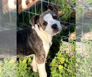 Mutt Dogs for adoption in Shelburne, VT, USA