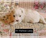 Small Photo #6 Maltese Puppy For Sale in MOUNTAIN GROVE, MO, USA