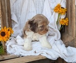 Small Photo #77 Cock-A-Poo Puppy For Sale in GOSHEN, IN, USA