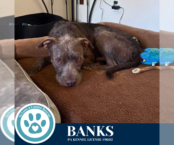 Medium Photo #6 American Pit Bull Terrier-Unknown Mix Puppy For Sale in Kimberton, PA, USA