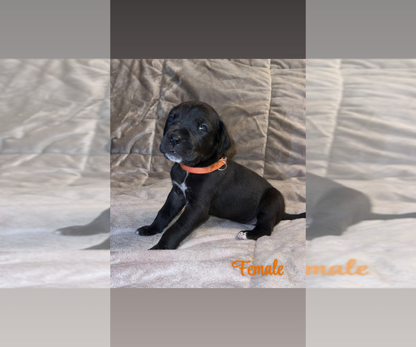 Medium Photo #11 Great Dane Puppy For Sale in ROCKINGHAM, NC, USA