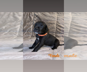 Medium Great Dane