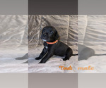 Puppy Black Female 5 Great Dane