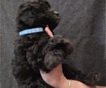 Small Photo #34 Whoodle (Miniature) Puppy For Sale in KATY, TX, USA