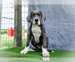 Small Photo #10 Great Dane Puppy For Sale in WAKARUSA, IN, USA
