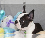 Small #9 Boston Terrier