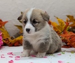 Small #4 Pembroke Welsh Corgi