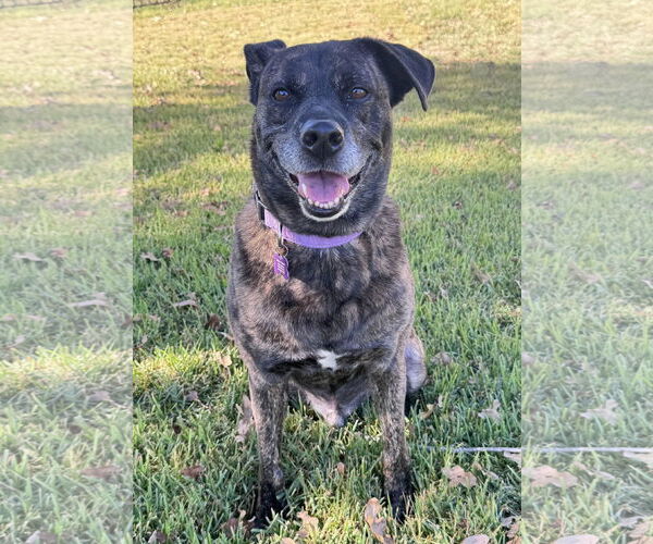 Medium Photo #3 Boxer-Unknown Mix Puppy For Sale in Fort Worth, TX, USA