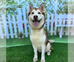 Siberian Husky Dogs for adoption in Long Beach, CA, USA