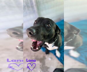 Borador Dogs for adoption in Monte Vista, CO, USA