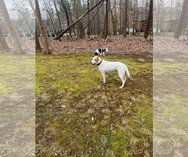 Medium Photo #4 English Foxhound-Unknown Mix Puppy For Sale in Holly Springs, NC, USA