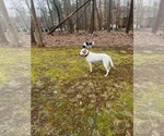 Small #3 English Foxhound Mix