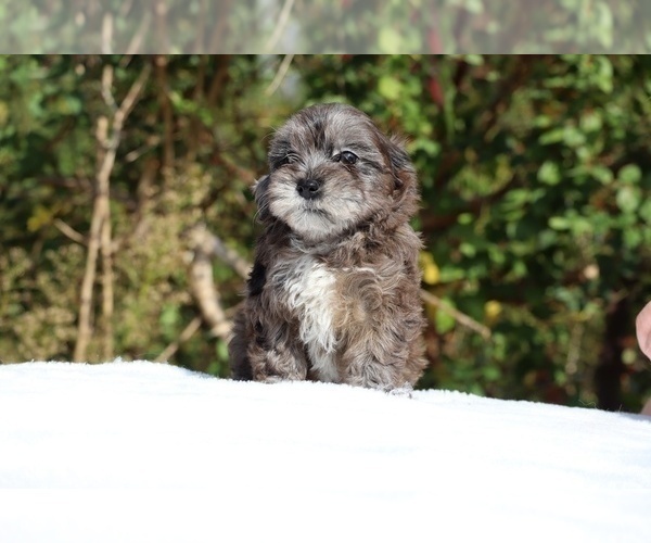 Medium Photo #10 ShihPoo Puppy For Sale in DYERSBURG, TN, USA