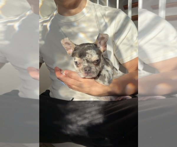 Medium Photo #4 French Bulldog Puppy For Sale in BROOKLYN, NY, USA
