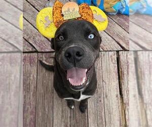 Labrador Retriever-Unknown Mix Dogs for adoption in San Antonio, TX, USA