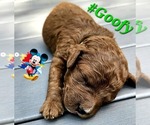 Small #2 Golden Retriever-Poodle (Toy) Mix