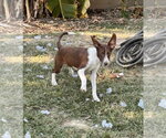 Small Photo #2 Raggle Puppy For Sale in Southbury, CT, USA