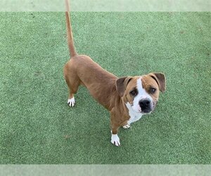 Boxer-Unknown Mix Dogs for adoption in Grand Prairie, TX, USA