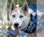 Small #7 Siberian Husky Mix