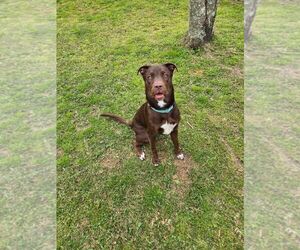 Labrador Retriever-Unknown Mix Dogs for adoption in The Woodlands, TX, USA