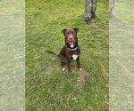 Small Labrador Retriever Mix