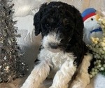 Small Photo #2 Poodle (Standard) Puppy For Sale in BLOUNTVILLE, TN, USA