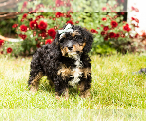 Bernedoodle (Miniature) Puppy for sale in TOPEKA, IN, USA