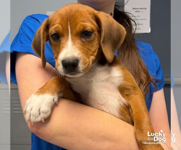 Medium Photo #2 Labbe Puppy For Sale in Washington, DC, USA