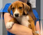 Small Photo #2 Labbe Puppy For Sale in Washington, DC, USA