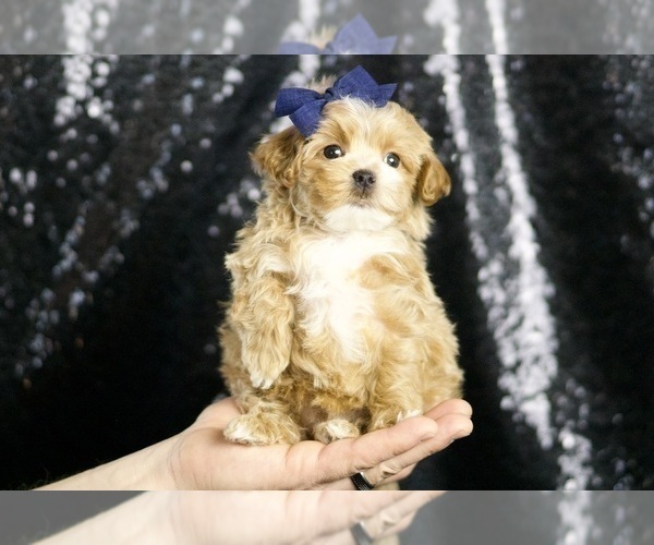 Medium Photo #4 Maltipoo Puppy For Sale in WARSAW, IN, USA