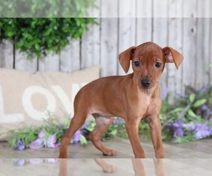 Miniature Pinscher Puppy for sale in MOUNT VERNON, OH, USA