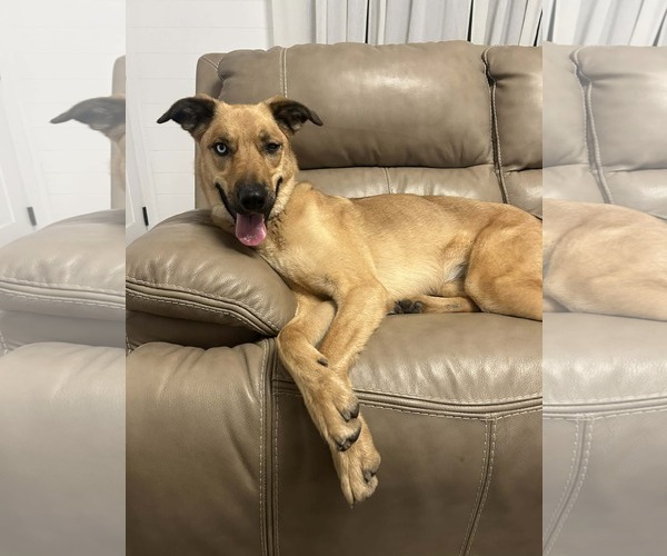 Medium Photo #4 Mutt Puppy For Sale in Sandy, UT, USA