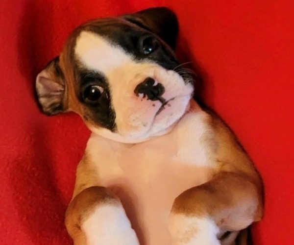 Medium Photo #5 Boxer Puppy For Sale in SLATON, TX, USA