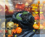 October - Male Labrador Retriever-Unknown Mix Dog for Adoption - Small photo