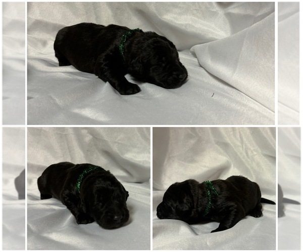 Medium Photo #7 Labradoodle Puppy For Sale in OSMOND, NE, USA