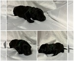 Small Photo #7 Labradoodle Puppy For Sale in OSMOND, NE, USA