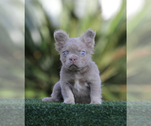 Medium Photo #1 French Bulldog Puppy For Sale in TEMPE, AZ, USA