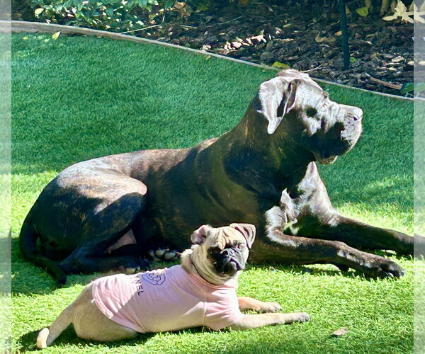 Medium Photo #3 Pug Puppy For Sale in Mission Viejo, CA, USA