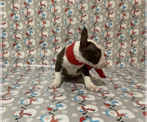 Medium Photo #2 Bull Terrier Puppy For Sale in BIRMINGHAM, AL, USA