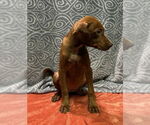 Small #1 Labrador Retriever Mix