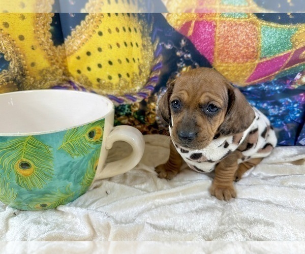 Medium Photo #8 Dachshund Puppy For Sale in CASSVILLE, MO, USA