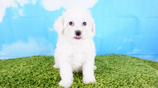 Medium Photo #5 Maltipoo Puppy For Sale in LA MIRADA, CA, USA