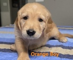 Small #2 Golden Retriever