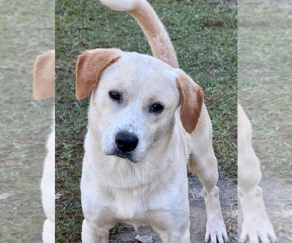 Medium Photo #4 Labrador Retriever-Unknown Mix Puppy For Sale in Canton, CT, USA
