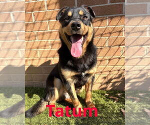 Border Collie-Unknown Mix Dogs for adoption in Brewster, NY, USA