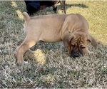 Small Photo #5 Cane Corso Puppy For Sale in THURMONT, MD, USA